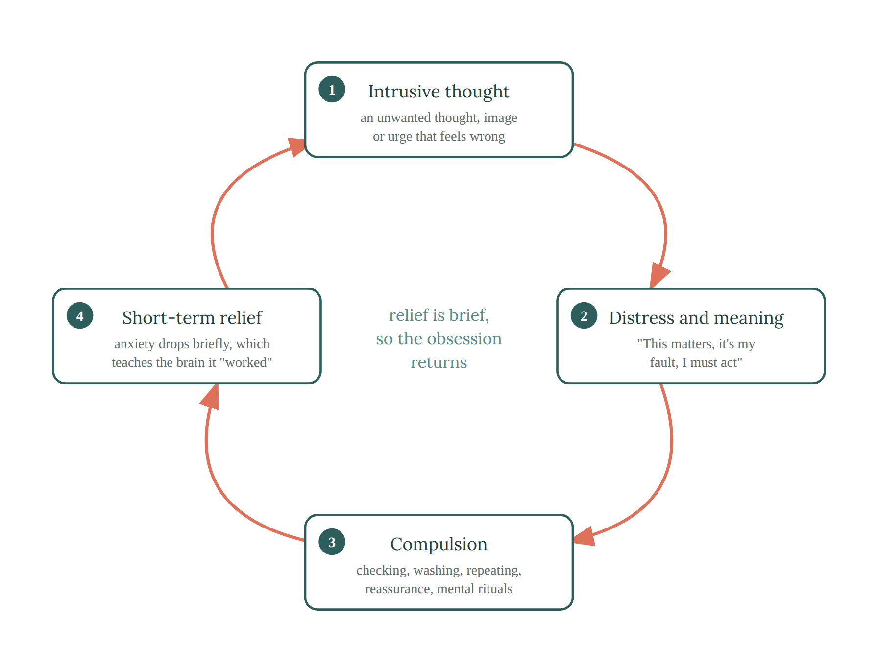 The OCD cycle: an intrusive thought (an unwanted thought, image or urge that feels wrong) leads to distress and meaning ('this matters, it's my fault, I must act'), a compulsion (checking, washing, repeating, reassurance, mental rituals), then short-term relief that teaches the brain it 'worked'. Relief is brief, so the obsession returns. ERP breaks the loop.